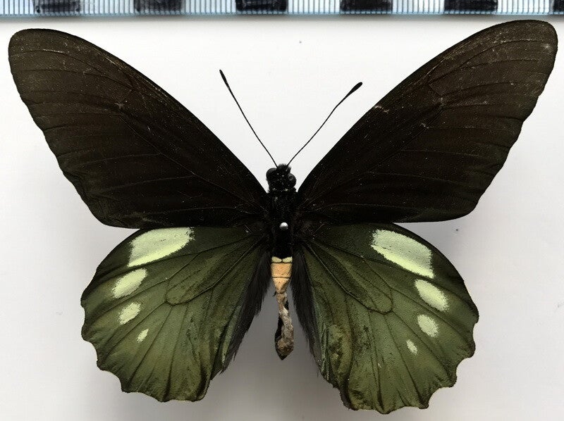 Battus ingenuus mâle A1-  Equateur