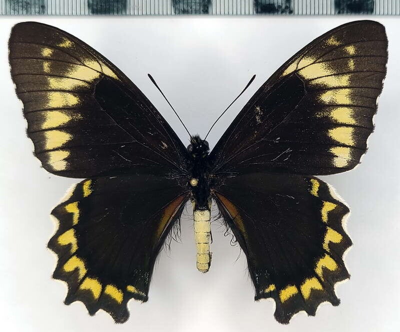 Battus madyes buechei mâle A1-  Pérou