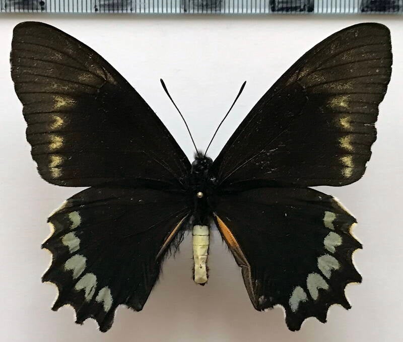 battus_madyes_magnimacula_m_per-standard.jpg