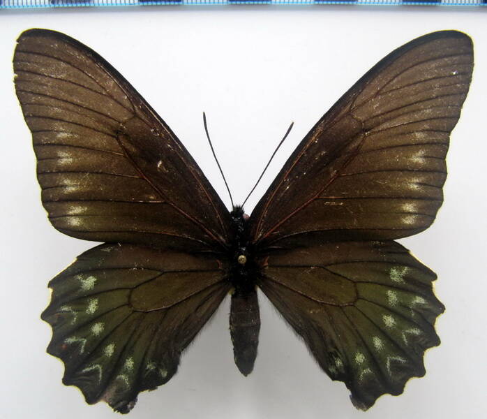 battus_polystictus_galenus_f_bres-standard.jpg