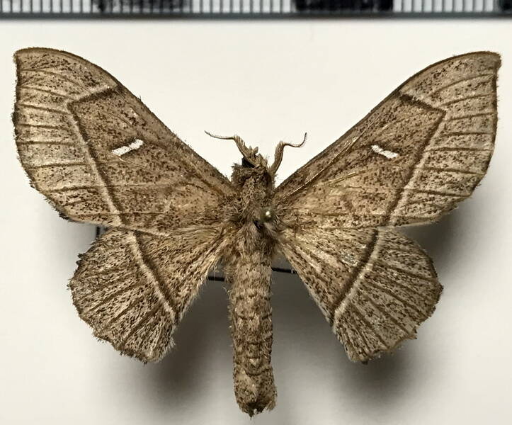 Bedosia_trailii_f_Guyane fr