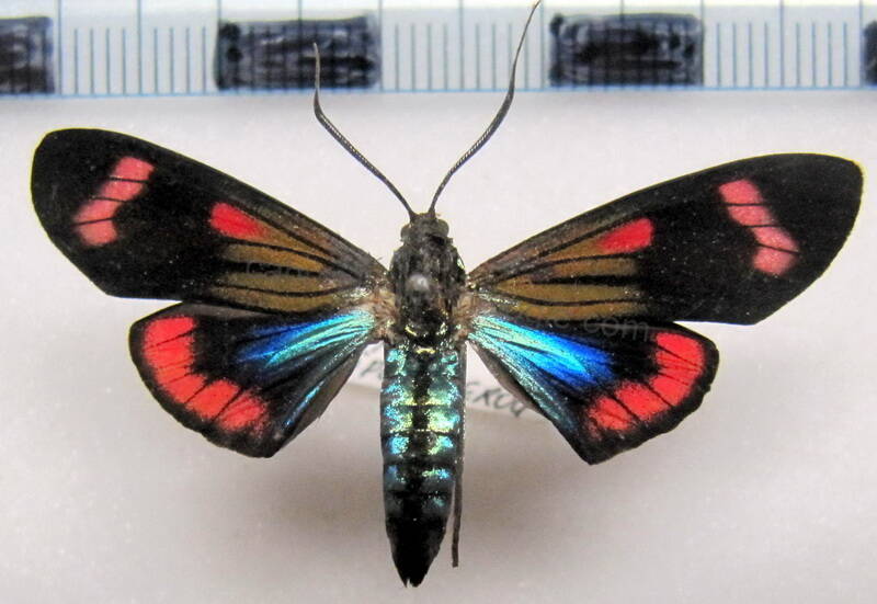 belemnia_sp01-standard.jpg