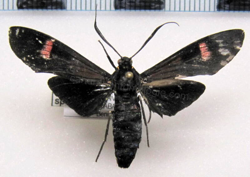 belemnia_sp02-2-standard.jpg