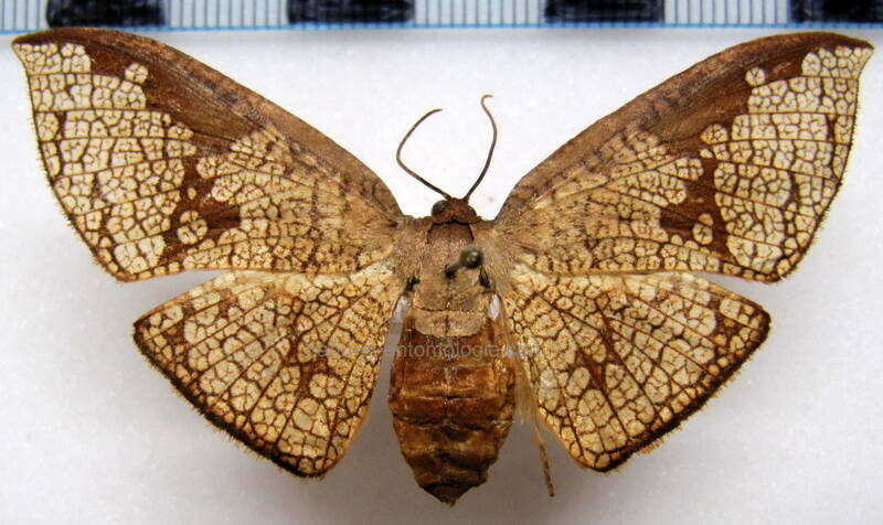 belenoptera_reticulata_f_gf-standard.jpg