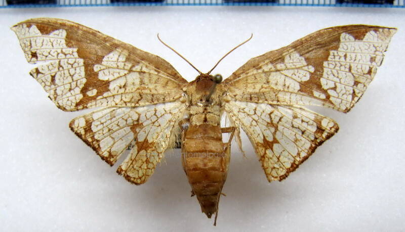 belenoptera_reticulata_m_gf-standard.jpg