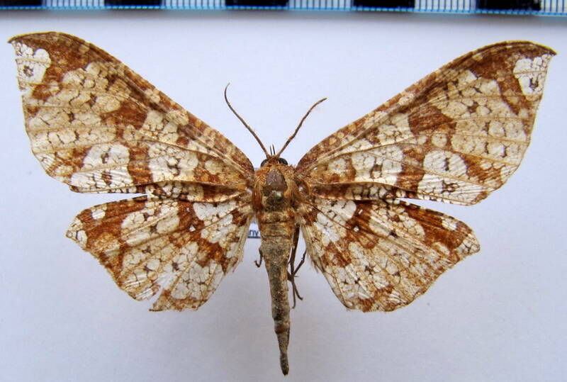 belonoptera_sp_gf-standard.jpg