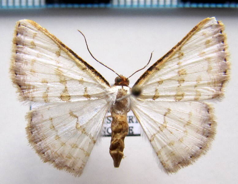 berberodes_sp_gf-standard.jpg