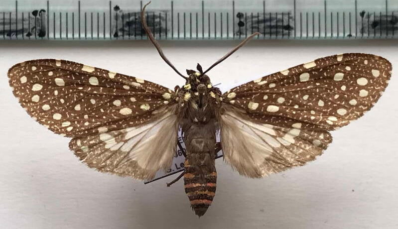 bernathonomus_piperita_m_bol-standard.jpg