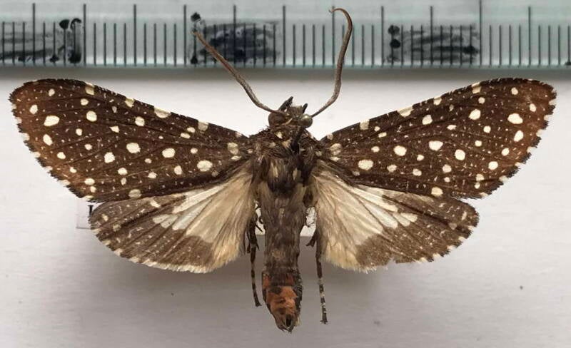 bernathonomus_piperita_m_col-standard.jpg