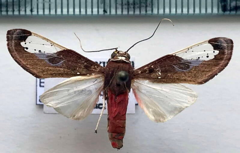 bertholdia_albipuncta_m_cr-standard.jpg