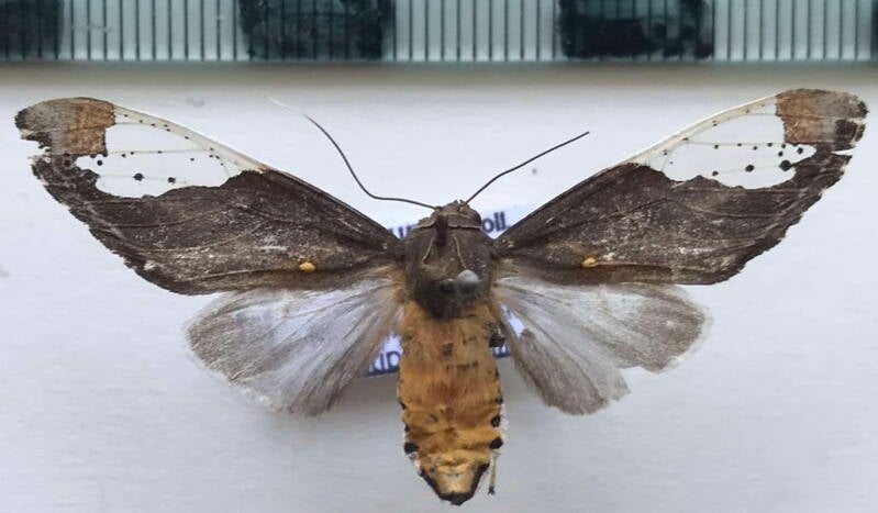 bertholdia_flavidorsata_m_per-standard.jpg
