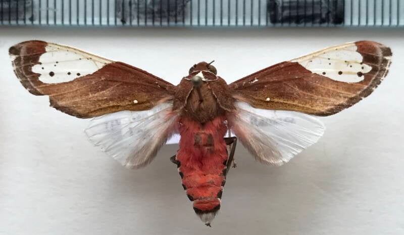 bertholdia_pseudofumida_m_col-standard.jpg