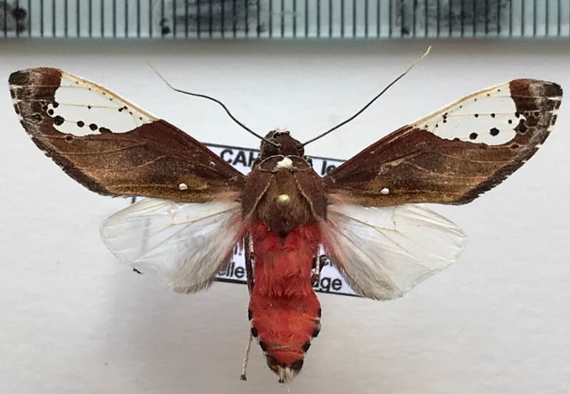 bertholdia_pseudofumida_m_eq-standard-lxr295.jpg