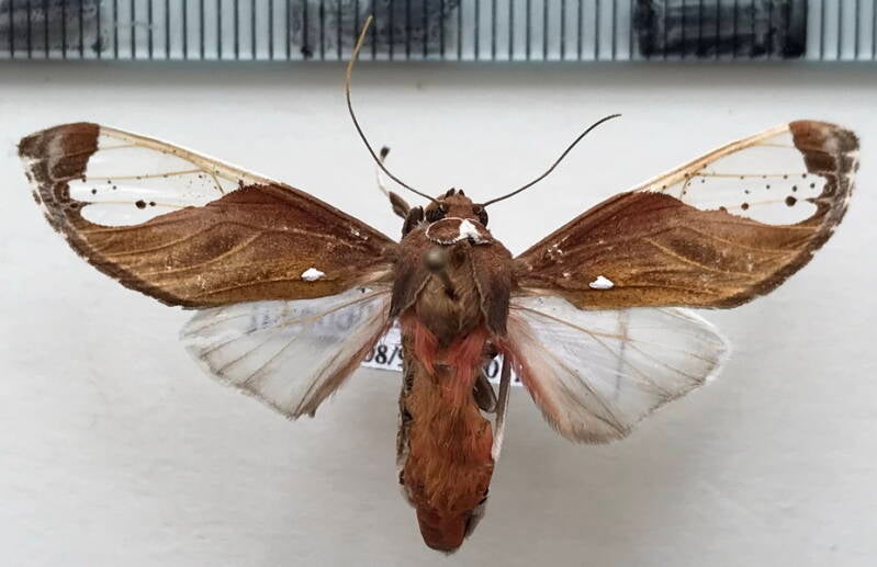bertholdia_pseudofumida_m_mex-standard.jpg
