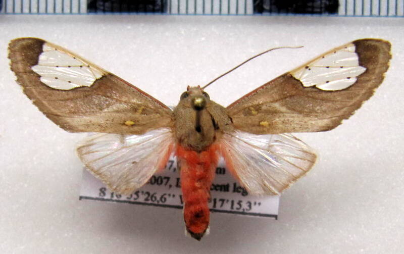 bertholdia_specularis_bolivie-standard.jpg