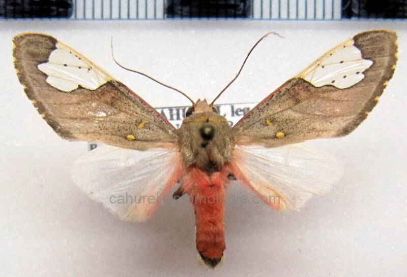 bertholdia_specularis_m_eq-standard-o3l7mv.jpg