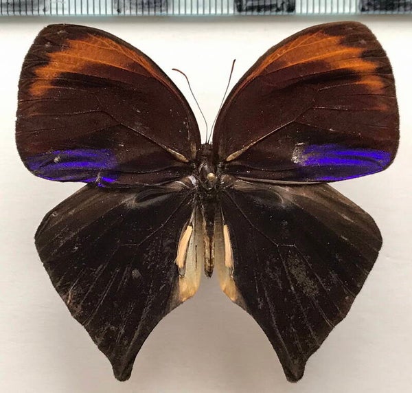 Bia actorion rebelli mâle A1- Equateur