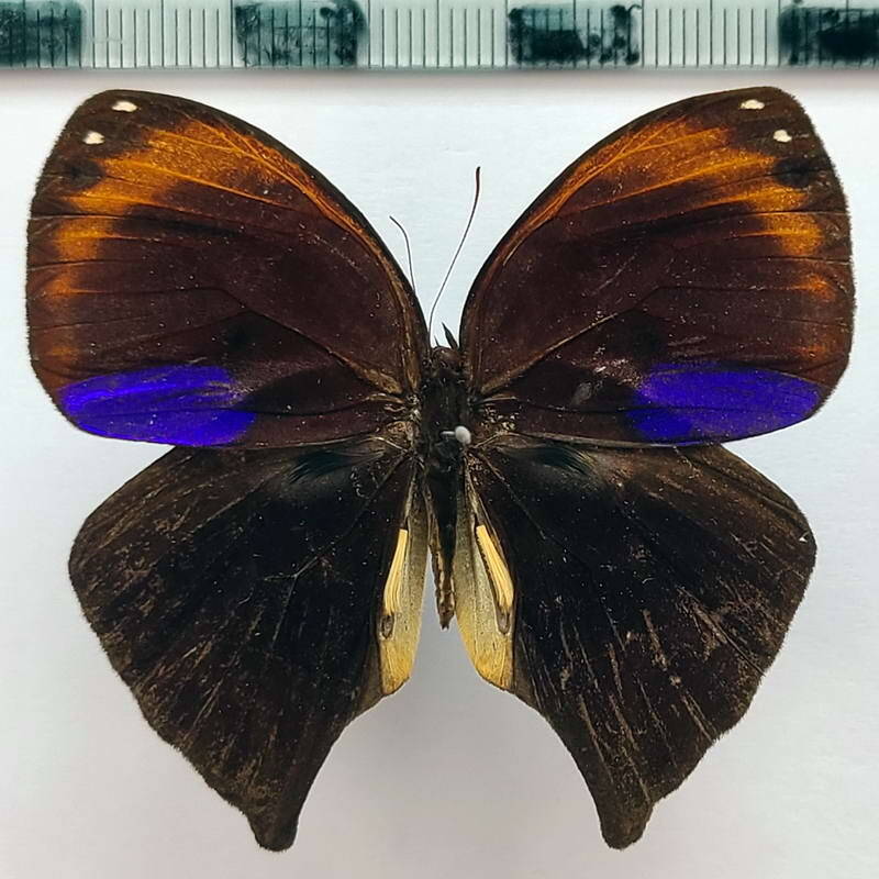 bia_actorion_rebelli_m-Pérou