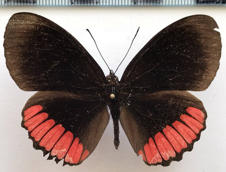 biblis_hyperia_hyperia_laticlavia_m_eq-standard.jpg