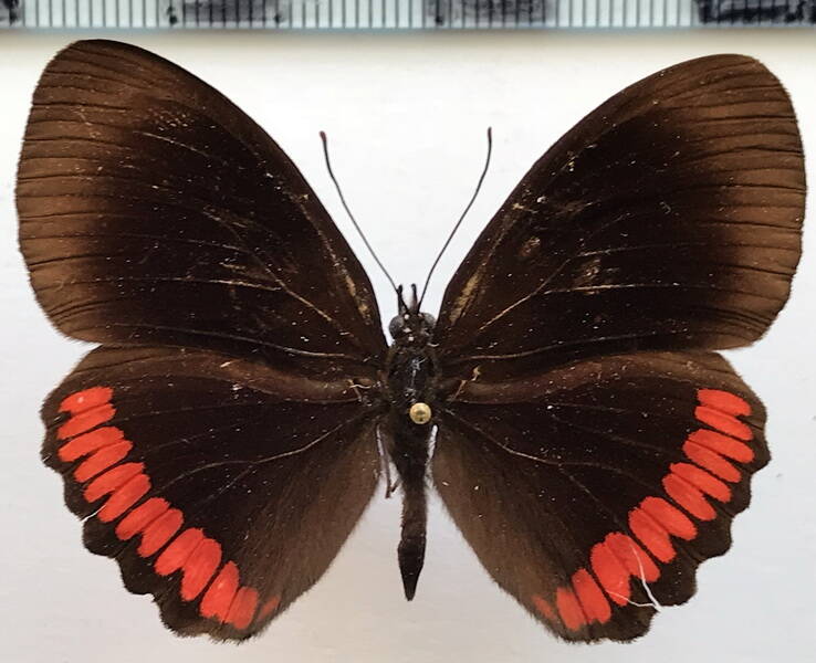biblis_hyperia_hyperia_m_bol-standard.jpg