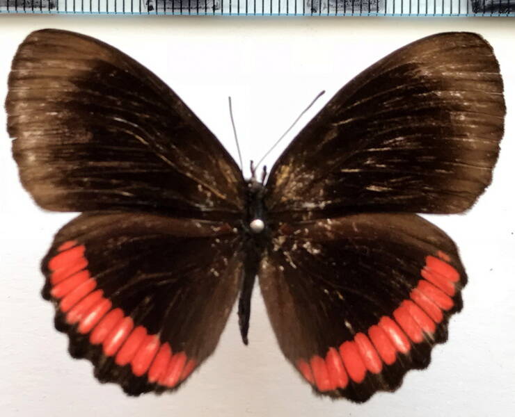 biblis_hyperia_hyperia_m_col-standard.jpg