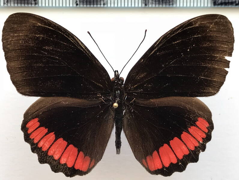 biblis_hyperia_hyperia_m_gf-standard.jpg
