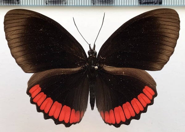 Biblis hyperia mâle A1-  Pérou