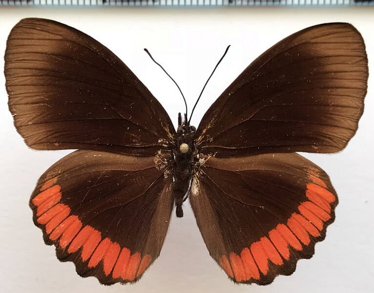 biblis_hyperia_hyperia_nectanabis_m_parag-standard.jpg