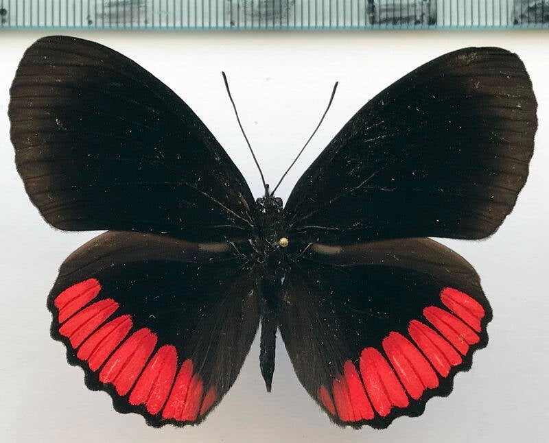 biblis_hyperia_laticlavia_m02_eq-standard-t9uqhe.jpg