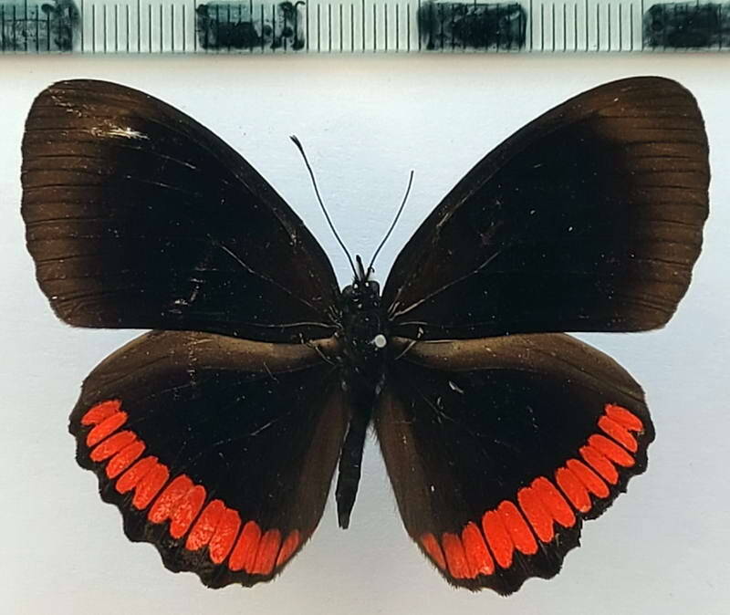 biblis_hyperia_m_vnz-standard.jpg