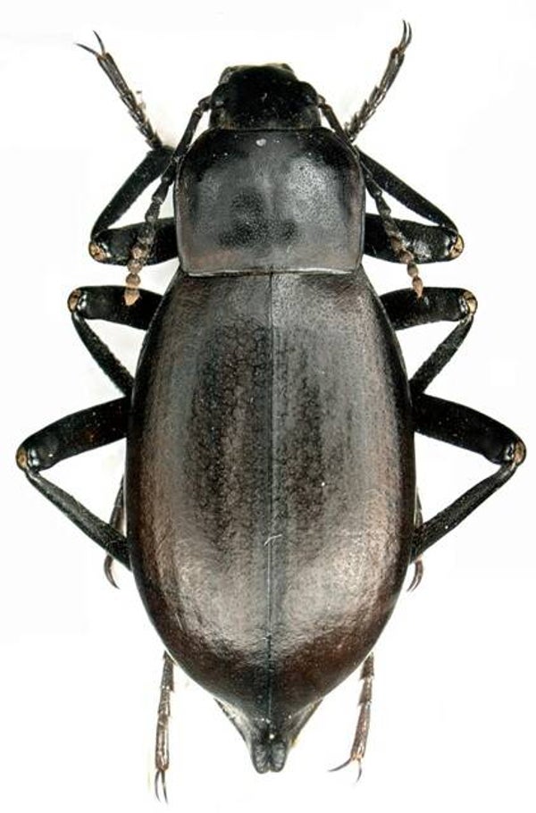 Blaps mucronata France
