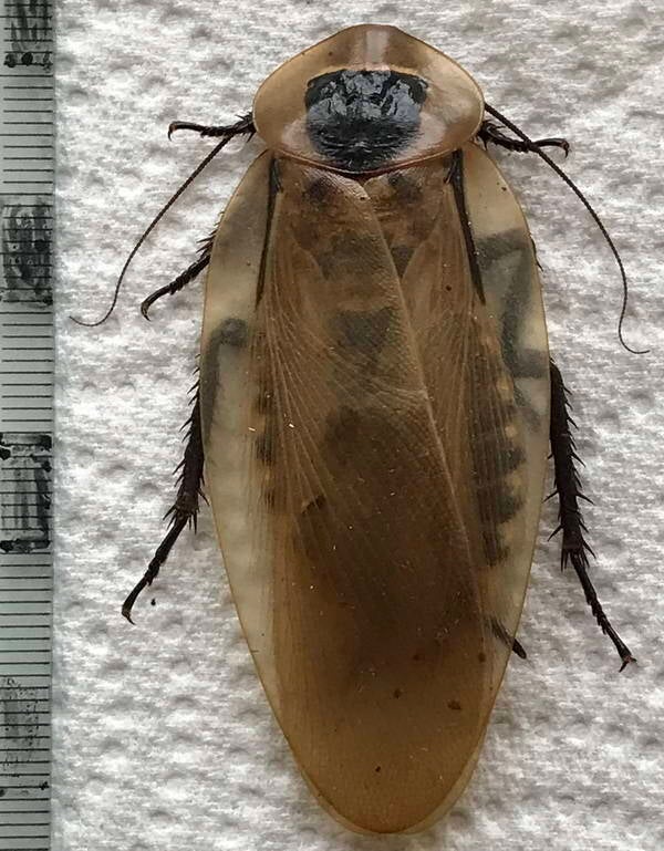 Blatte géante  Equateur