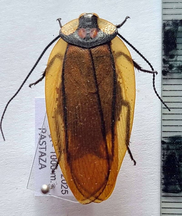 Blattidae sp  Equateur