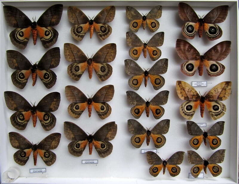 Temp Insecte Saturniidae collection / Collection de papillons et insectes | cahurel.fr