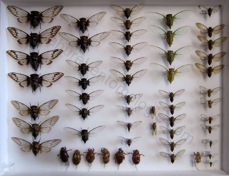 Cigales Amérique du sud