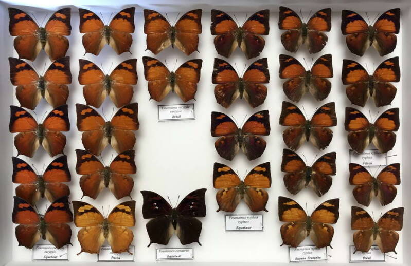 Fountainea Amérique du sud