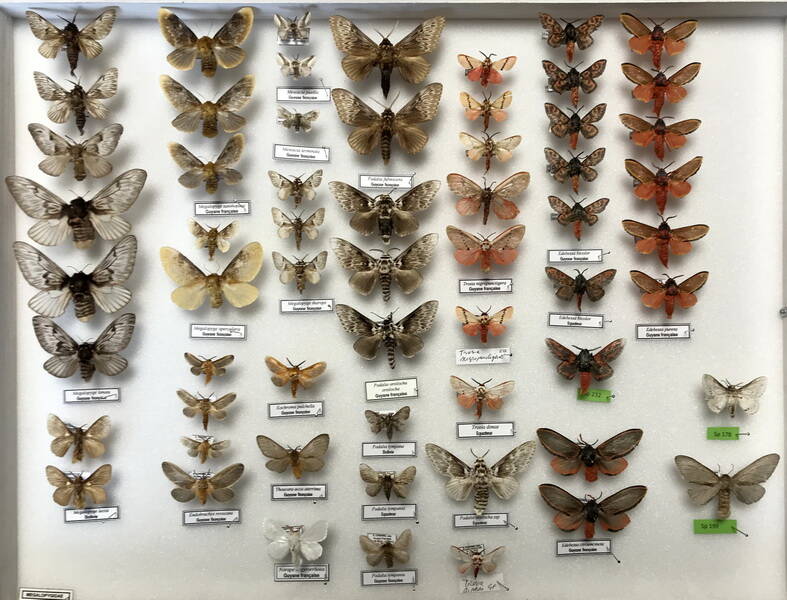 Megalopygidae Amérique du sud