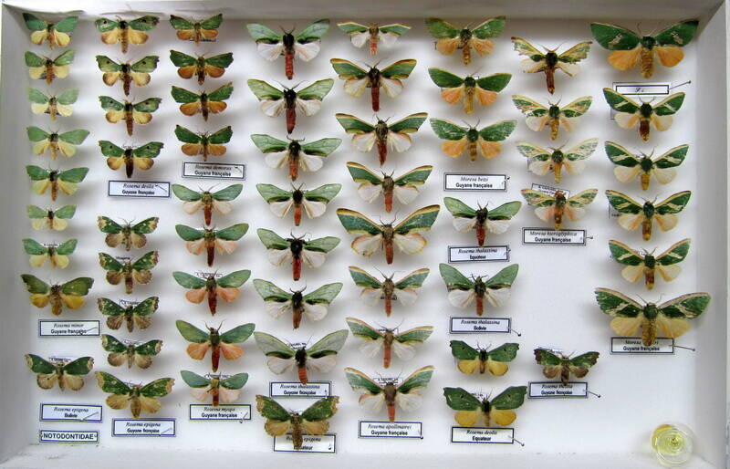 Genres Rosema, Notodontidae