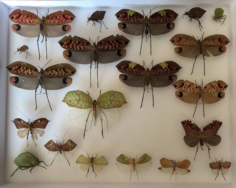 Orthoptères Amérique du sud