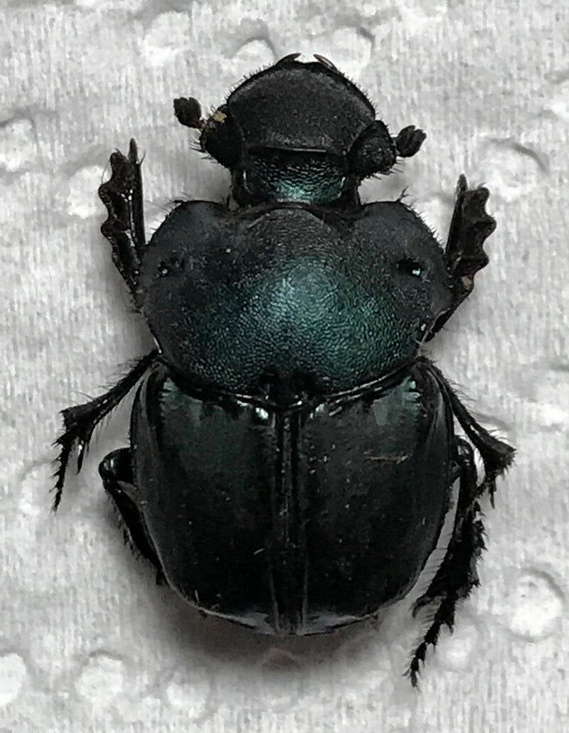 bolbites_onitoides_Argentine