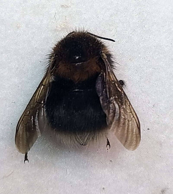 Bombus subterraneus  France