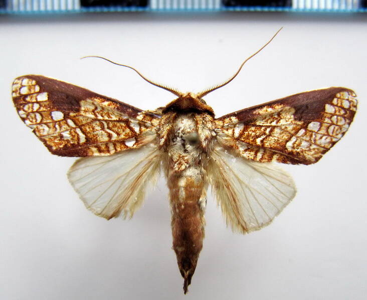 boriza_argentipunctata_gf-standard.jpg