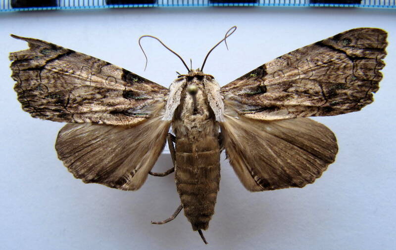boryzops_similis_gf-standard.jpg