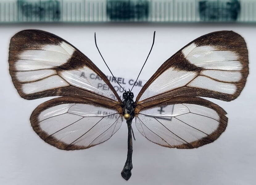 Brevioleria aelia breviculata mâle A1-  Pérou