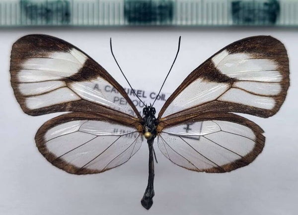 Brevioleria aelia breviculata mâle A1-  Pérou