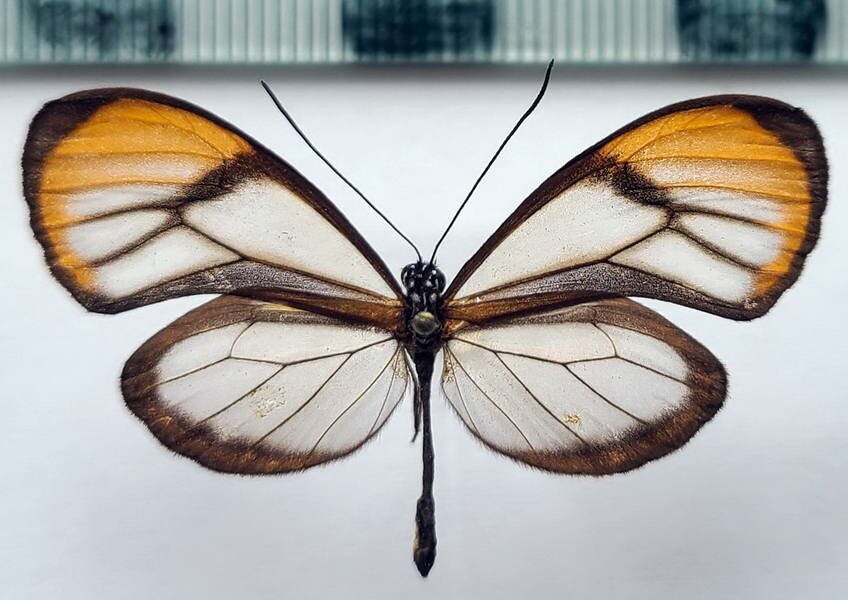 Brevioleria aelia orolina mâle A1-  Equateur