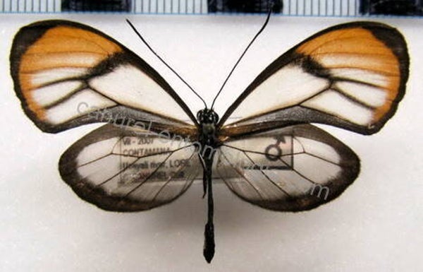 Brevioleria aelia orolina mâle A1-  Equateur
