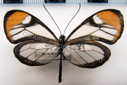 brevioleria_seba_oculata_f_eq-standard-mel39o.jpg