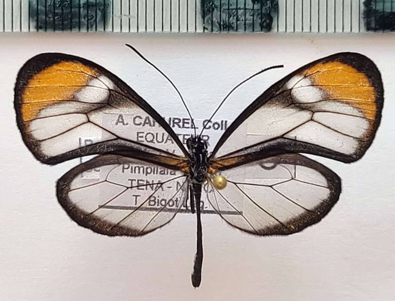 brevioleria_seba_oculata_m_eq-standard.jpg
