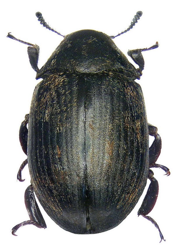 Byrrhus pilula France